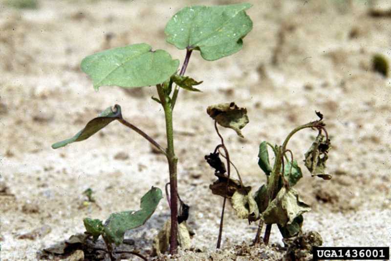 DAMPING OFF OF SEEDLINGS EPUB DAMPING OFF OF SEEDLINGS EPUB